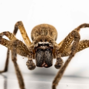 Neosparassus calligaster at Jerrabomberra, NSW - 8 Nov 2021