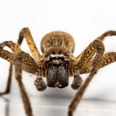 Neosparassus calligaster (Beautiful Badge Huntsman) at QPRC LGA - 8 Nov 2021 by MarkT