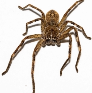 Neosparassus calligaster at Jerrabomberra, NSW - 8 Nov 2021