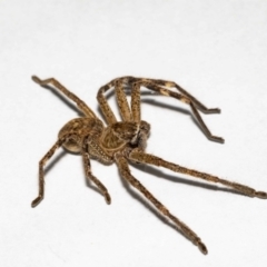 Neosparassus calligaster at Jerrabomberra, NSW - 8 Nov 2021