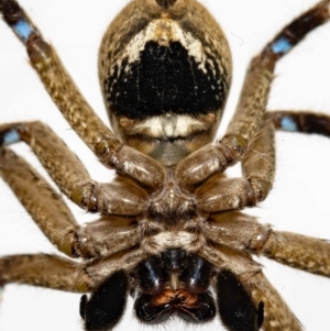 Neosparassus calligaster at Jerrabomberra, NSW - 8 Nov 2021