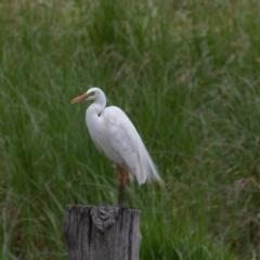 Ardea plumifera (Plumed Egret) at Fyshwick, ACT - 9 Jan 2022 by rawshorty