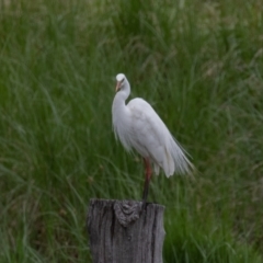 Ardea plumifera at Fyshwick, ACT - 9 Jan 2022