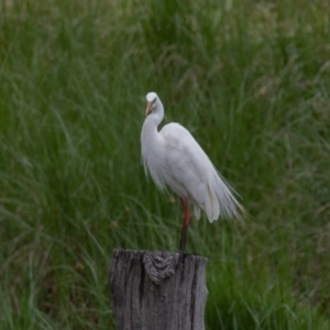 Ardea plumifera at Fyshwick, ACT - 9 Jan 2022 01:16 PM