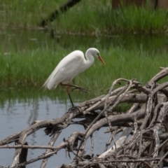 Ardea plumifera at Fyshwick, ACT - 9 Jan 2022 01:16 PM