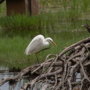 Ardea plumifera at Fyshwick, ACT - 9 Jan 2022 01:16 PM