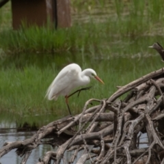 Ardea plumifera at Fyshwick, ACT - 9 Jan 2022