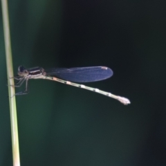 Austrolestes leda (Wandering Ringtail) at Cook, ACT - 8 Jan 2022 by Tammy