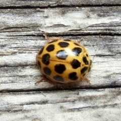 Harmonia conformis (Common Spotted Ladybird) at Aranda, ACT - 9 Jan 2022 by KMcCue