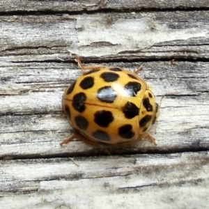 Harmonia conformis at Aranda, ACT - 9 Jan 2022 01:08 PM