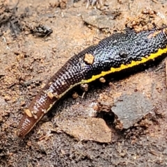 Hirudinidae sp. (family) (A Striped Leech) at Reidsdale, NSW - 9 Jan 2022 by tpreston