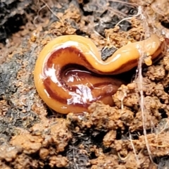 Anzoplana trilineata (A Flatworm) at Monga National Park - 9 Jan 2022 by trevorpreston
