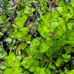 Gratiola peruviana at Monga, NSW - 9 Jan 2022