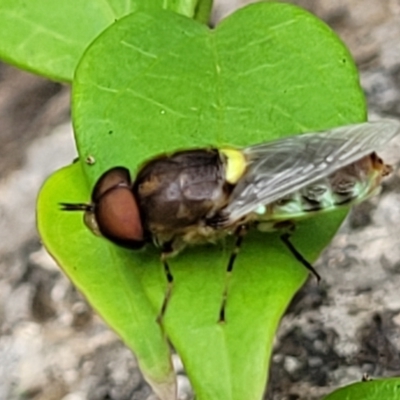 Odontomyia hunteri (Soldier fly) at Monga, NSW - 9 Jan 2022 by trevorpreston