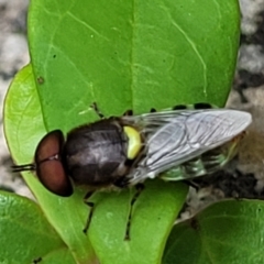 Odontomyia hunteri at Monga, NSW - 9 Jan 2022