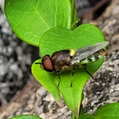 Odontomyia hunteri at Monga, NSW - 9 Jan 2022