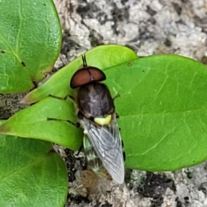 Odontomyia hunteri at Monga, NSW - 9 Jan 2022