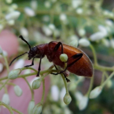 Ecnolagria grandis (Honeybrown beetle) at Queanbeyan West, NSW - 9 Jan 2022 by Paul4K