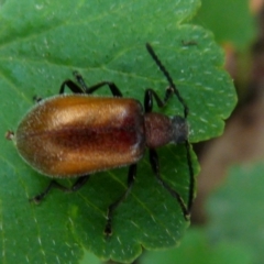 Ecnolagria grandis at Queanbeyan West, NSW - 9 Jan 2022