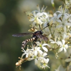 Miltinus sp. (genus) (Miltinus mydas fly) at Cook, ACT - 8 Jan 2022 by Tammy