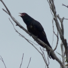 Eudynamys orientalis (Pacific Koel) at Queanbeyan West, NSW - 9 Jan 2022 by Paul4K