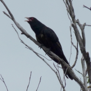 Eudynamys orientalis at Queanbeyan West, NSW - 9 Jan 2022