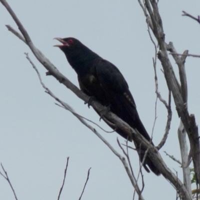 Eudynamys orientalis (Pacific Koel) at Queanbeyan West, NSW - 8 Jan 2022 by Paul4K