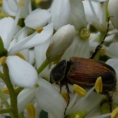 Phyllotocus navicularis (Nectar scarab) at Queanbeyan West, NSW - 8 Jan 2022 by Paul4K