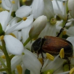 Phyllotocus navicularis (Nectar scarab) at QPRC LGA - 9 Jan 2022 by Paul4K