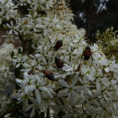 Phyllotocus navicularis at QPRC LGA - 9 Jan 2022