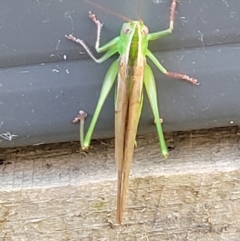 Conocephalus semivittatus at Holt, ACT - 9 Jan 2022 05:06 PM