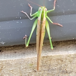 Conocephalus semivittatus at Holt, ACT - 9 Jan 2022