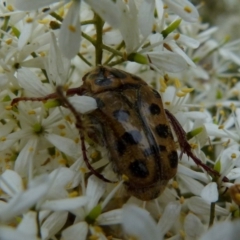 Neorrhina punctata (Spotted flower chafer) at Queanbeyan West, NSW - 8 Jan 2022 by Paul4K