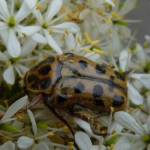 Neorrhina punctata at Queanbeyan West, NSW - 9 Jan 2022