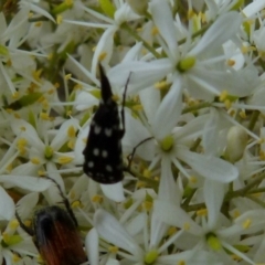Mordella dumbrelli (Dumbrell's Pintail Beetle) at Bicentennial Park Queanbeyan - 8 Jan 2022 by Paul4K