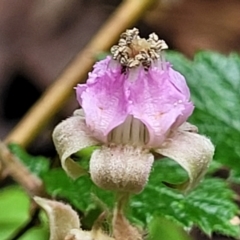 Rubus parvifolius (Native Raspberry) at QPRC LGA - 9 Jan 2022 by tpreston