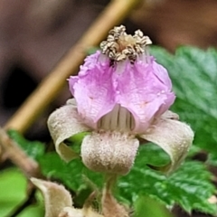 Rubus parvifolius (Native Raspberry) at Monga, NSW - 9 Jan 2022 by trevorpreston