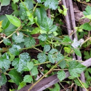 Rubus parvifolius at Monga, NSW - 9 Jan 2022