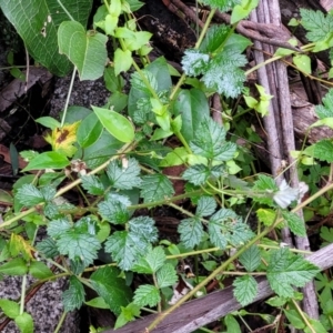 Rubus parvifolius at Monga, NSW - 9 Jan 2022
