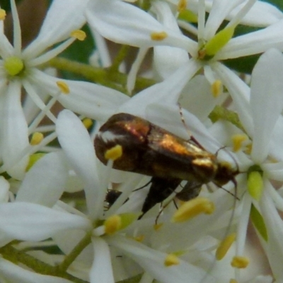 Nemophora (genus) (A Fairy Moth) at QPRC LGA - 8 Jan 2022 by Paul4K