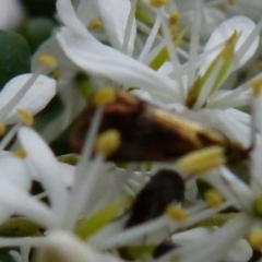 Nemophora (genus) at Queanbeyan West, NSW - 9 Jan 2022