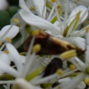 Nemophora (genus) at Queanbeyan West, NSW - 9 Jan 2022