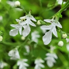 Teucrium corymbosum (Forest Germander) at Monga, NSW - 9 Jan 2022 by trevorpreston