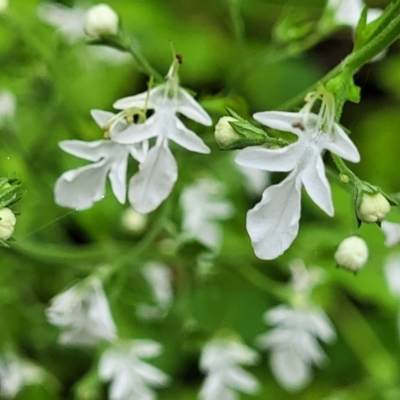 Teucrium corymbosum (Forest Germander) at Monga, NSW - 9 Jan 2022 by trevorpreston