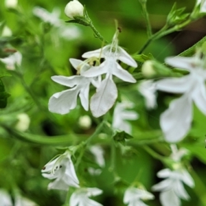 Teucrium corymbosum at Monga, NSW - 9 Jan 2022