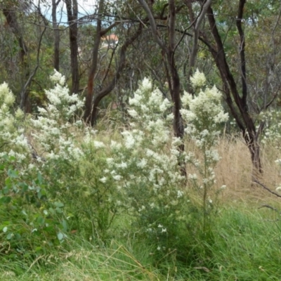Bursaria spinosa (Native Blackthorn, Sweet Bursaria) at Queanbeyan West, NSW - 8 Jan 2022 by Paul4K