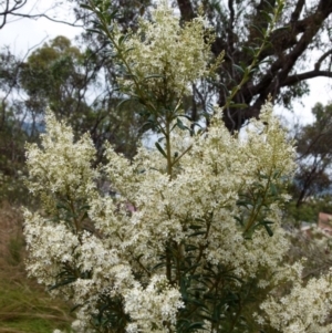 Bursaria spinosa at Queanbeyan West, NSW - 9 Jan 2022 08:45 AM