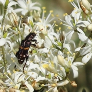 Eleale pulchra at Cook, ACT - 8 Jan 2022 04:20 PM