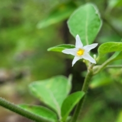 Solanum chenopodioides (Whitetip Nightshade) at Monga National Park - 9 Jan 2022 by trevorpreston
