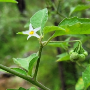 Solanum chenopodioides at Monga, NSW - 9 Jan 2022